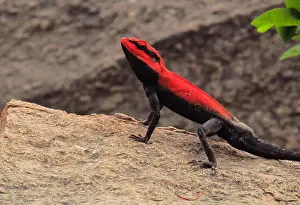 Iguana Prints: Eye level view of a red orange black chameleon perched on a granite rock