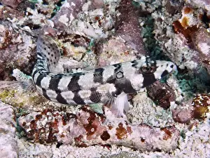 Floors Prints: An eye-striped sand perch (Parapercis tetracantha) with black and white pattern on coral bottom