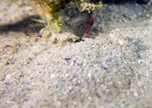 Flounder Prints: An Eyed Flounder (Bothus ocellatus) in Florida, USA