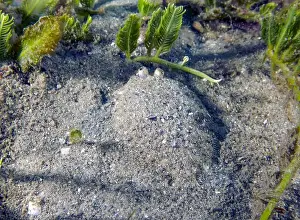 Flounder Prints: An Eyed Flounder (Bothus ocellatus) in Florida, USA