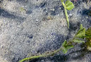 Flounder Prints: An Eyed Flounder (Bothus ocellatus) in Florida, USA
