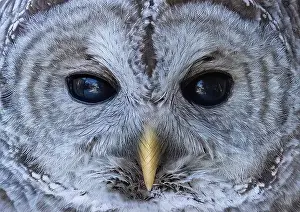 Cedar Tree Prints: The eyes of a Barred owl (Strix varia) reflect the winter forest in Canada