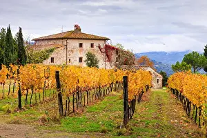 Travel Locations Prints: A fabolous traditional rural house in Florence surrounded by a vineyard with orange autumnal leaves