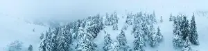 Fabulous snow-covered panorama of spruce trees growing on the mountain slopes in winter in cloudy foggy weather