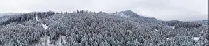 Mountain White Prints: Fabulous snow-covered panorama of spruce trees growing on the mountain slopes in winter in cloudy foggy weather