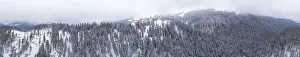 Fabulous snow-covered panorama of spruce trees growing on the mountain slopes in winter in cloudy foggy weather