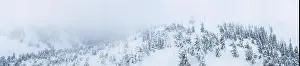 Fabulous snow-covered panorama of spruce trees growing on the mountain slopes in winter in cloudy foggy weather