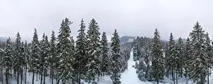 Mountain White Prints: Fabulous snow-covered panorama of spruce trees growing on the mountain slopes in winter in cloudy foggy weather