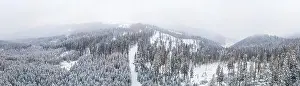 Fabulous snow-covered panorama of spruce trees growing on the mountain slopes in winter in cloudy foggy weather