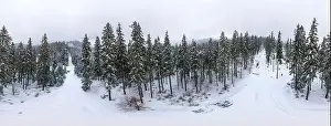 Mountain White Prints: Fabulous snow-covered panorama of spruce trees growing on the mountain slopes in winter in cloudy foggy weather