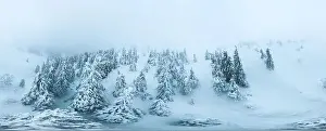 Mountain White Prints: Fabulous snow-covered panorama of spruce trees growing on the mountain slopes in winter in cloudy foggy weather