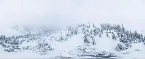 Fabulous snow-covered panorama of spruce trees growing on the mountain slopes in winter in cloudy foggy weather