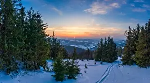 Fabulous snow-covered panorama of spruce trees growing on the mountain slopes in winter in cloudy foggy weather
