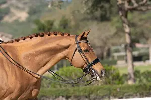 Braids Prints: Face portrait of a chestnut hanoverian horse in a dressage competition