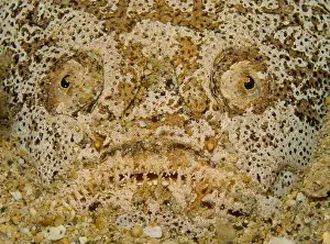 Animal Face Prints: Face of a stargazer fish hiding in the sand, Puerto Galera, Philippines