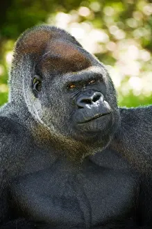 Staring Prints: Facial Expression of large Silverback Gorilla