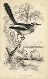 Steel Engraving Prints: Fairy flycatcher or fairy warbler