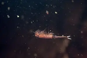 Vernal Pool Prints: Fairy shrimp swimming in vernal pool