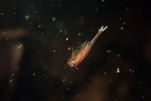 Vernal Pool Prints: Fairy shrimp swimming in vernal pool