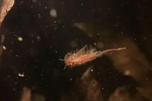 River Ecosystem Prints: Fairy shrimp swimming in vernal pool