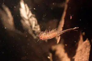River Ecosystem Prints: Fairy shrimp swimming in vernal pool