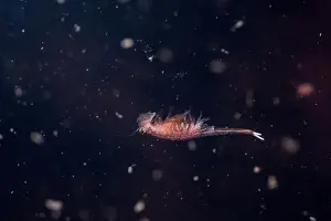 River Ecosystem Prints: Fairy shrimp swimming in vernal pool