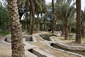 Arabian Peninsula Prints: Falaj (irrigation system) in date palm grove