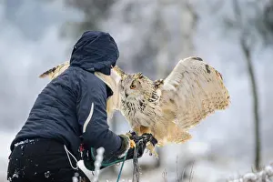 Siberia Prints: Falconer wit landing Eurasian Eagle Owl to her hand with gauntlet in winter time