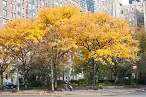 Apartment Buildings Prints: In fall, honey locust trees turn gold in Battery Park City, a neighborhood in Manhattan