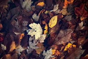 Fall Leaves - Balsam Lake, Roy Taylor Forest in the Nantahala National Forest, Canada, North Carolina, USA