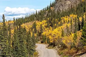 Yukon Prints: Fall in northern British Columbia is full of bright yellow tones