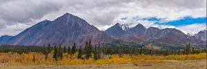 Fall panoramic landscape in northern Canada during autumn with bright yellow covering the arctic Yukon Territory scenic