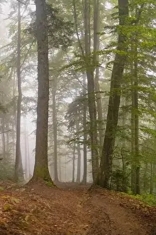 Fall woods. Country road through the forest on a foggy spring morning