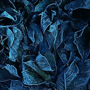 Fallen frosty leaves