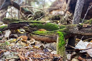 Forest Green Prints: A fallen, moss covered, cottonwood branch lies at the base of a tree among the natural woodland mulch