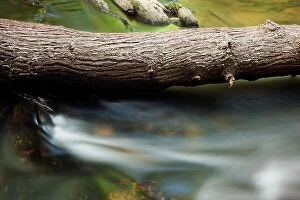 Forest Collection: Fallen Tree on Davidson River - Pisgah National Forest - near Brevard, North Carolina, USA