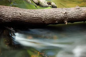 Fallen Tree on Davidson River - Pisgah National Forest - near Brevard, North Carolina, USA