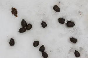 Excrement Prints: Fallow deer, Daim, droppings in winter