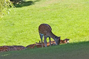 Three Quarter Length Prints: Fallow deer, Golders Hill Park