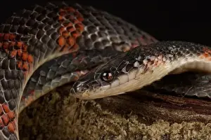 False Prints: False coral snake (Oxyrhopus petola)