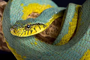 Mimicry Prints: The False palmviper (Xenodon werneri) is a rarely seen viper (Bothrops bilineatus)