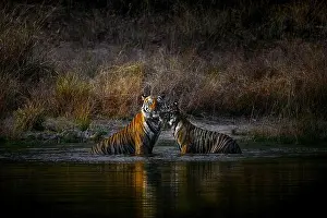 Indian Wildlife Prints: Familial love between father