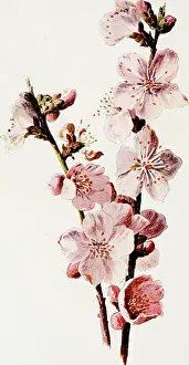 Guide Prints: Familiar garden flowers . Flowers; Plants