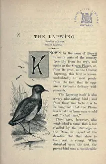 Nesting Prints: Familiar wild birds (Page 133) BHL18354865