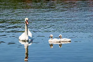 Grace Prints: Family of amazing beautiful white swans swimming in the calm blue water of Pamvotida lake