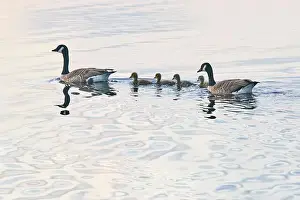 Family Outing Prints: A family of Canada Geese (Branta canadensis) in Ham Wall National Nature Reserve