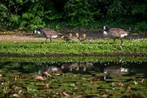 Goslings Prints: Family of Canada Geese walking by a pond