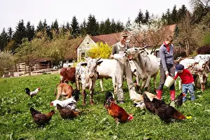 Domicile Prints: Family feeds a herd of miniature zebra and chickens in a meadow