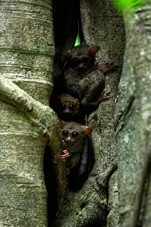 Endangered Prints: Family of spectral tarsiers, Tarsius spectrum