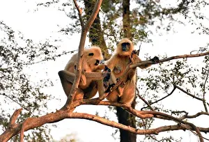 Macaque Prints: Family of Tiger Tailed Monkeys sat on the roadside